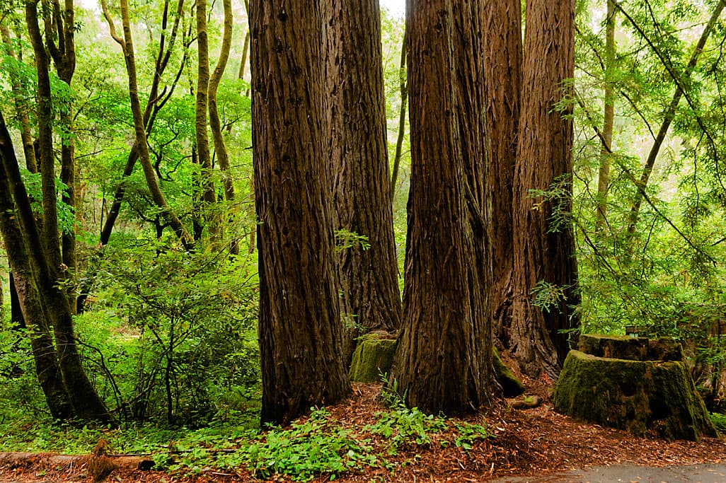 Creekside Loop (sites 1-25) photo 7