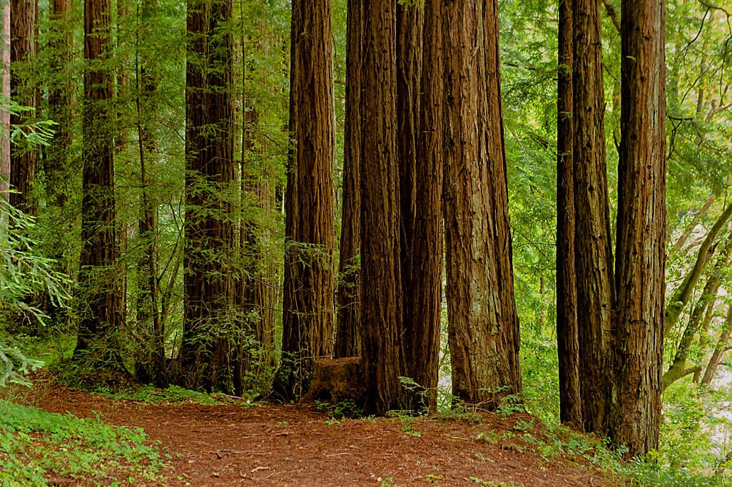 Creekside Loop (sites 1-25) photo 4