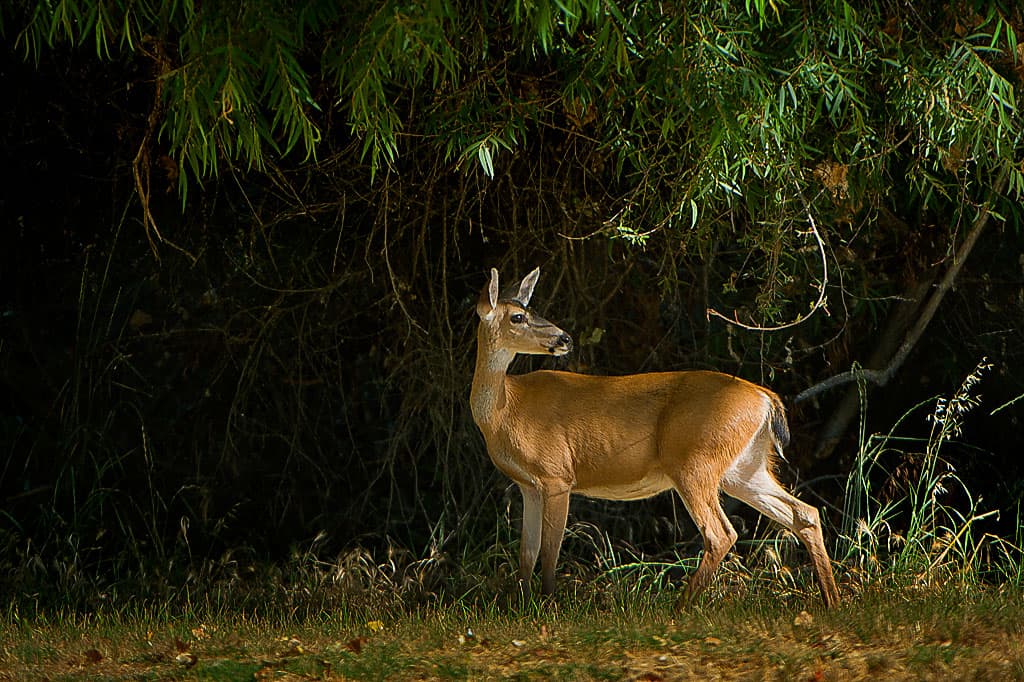 Group Camping Area photo 6