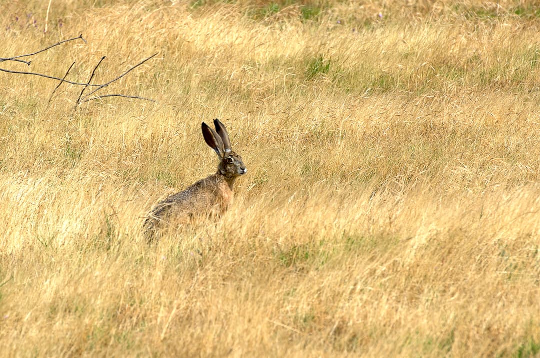 Cottonwood Campground photo 7