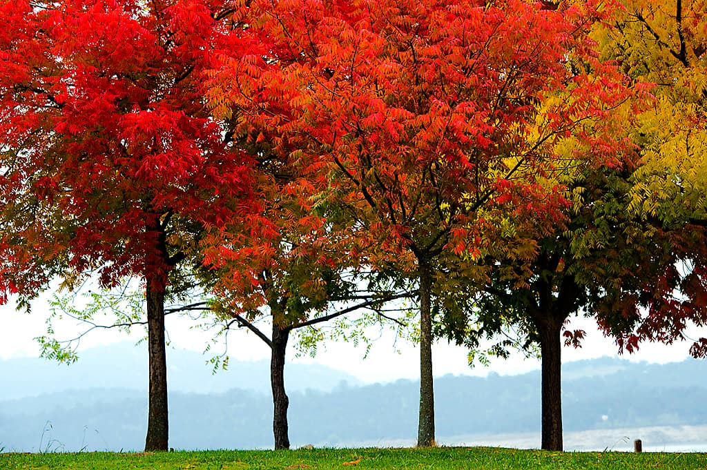 Peninsula Campground (sites 1-57) photo 8