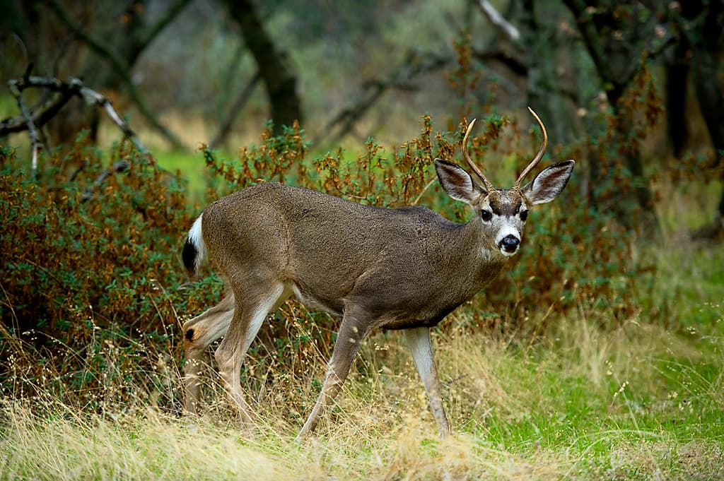 Peninsula Campground (sites 1-57) photo 7