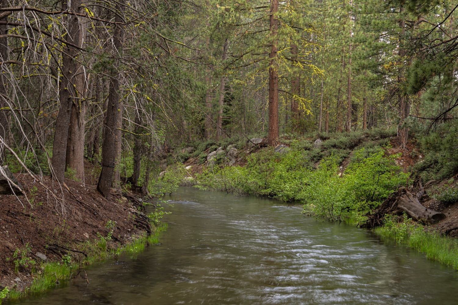 Creek Campground (sites 50-107}