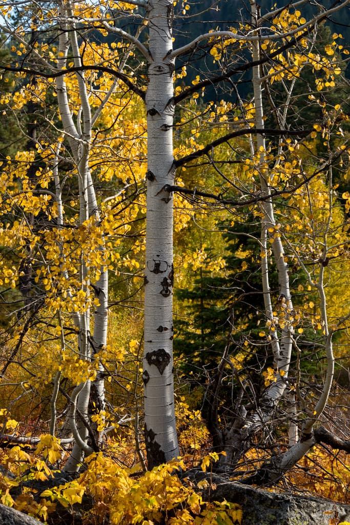 Jamison Creek Campground (sites 1-70) photo 4