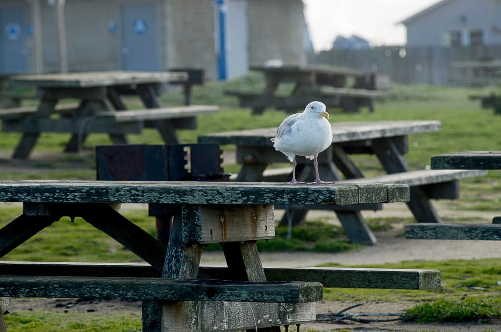 Sweetwood Group Camping photo 6