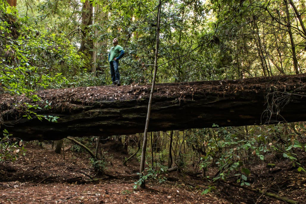 Redwoods Group Camping Area photo 8