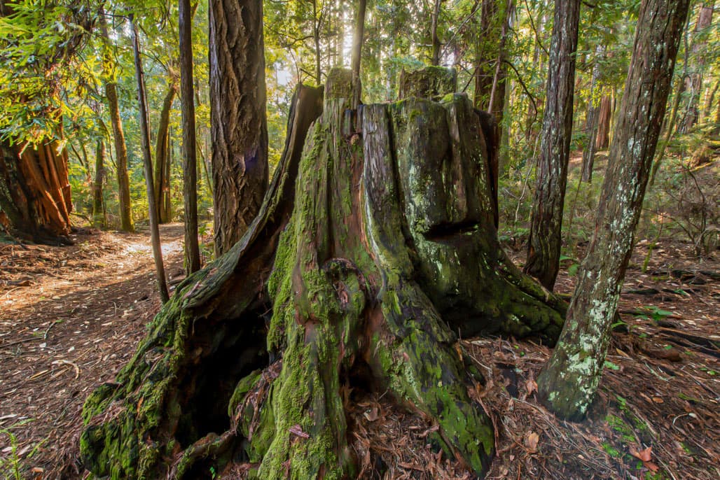 Redwoods Group Camping Area photo 6
