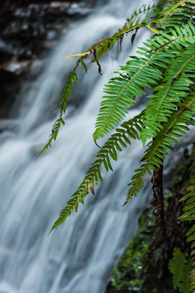 Redwoods Group Camping Area photo 4