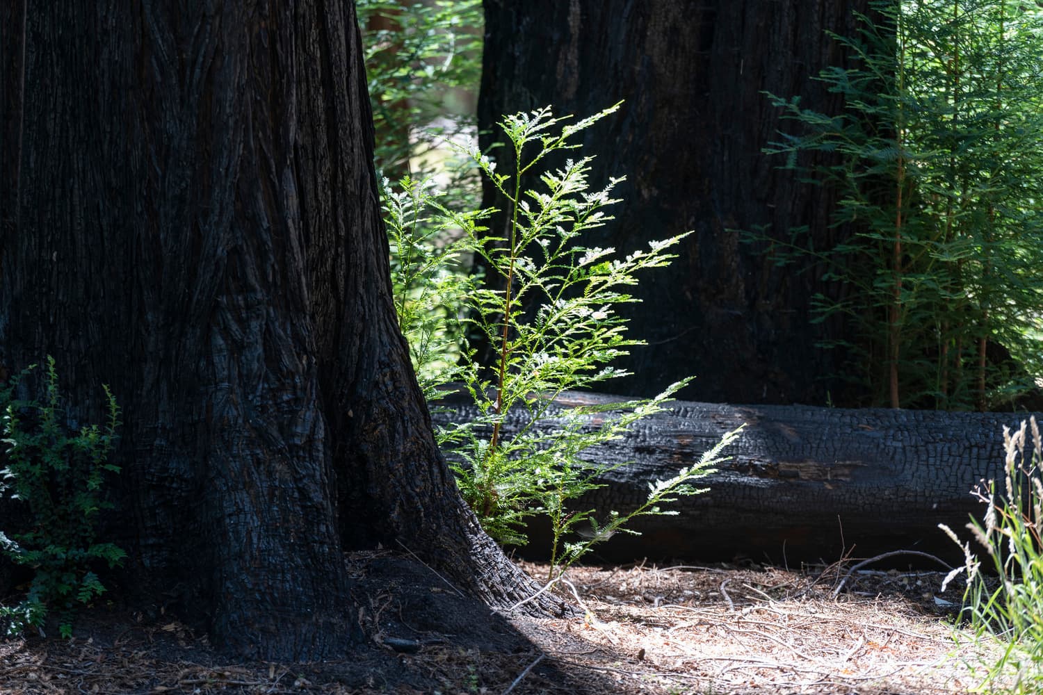 Woodfern Area photo 8