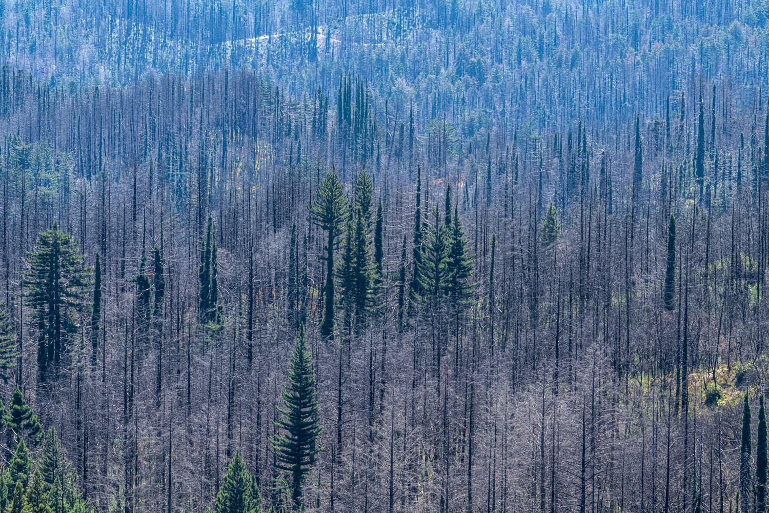 Woodfern Area photo 7