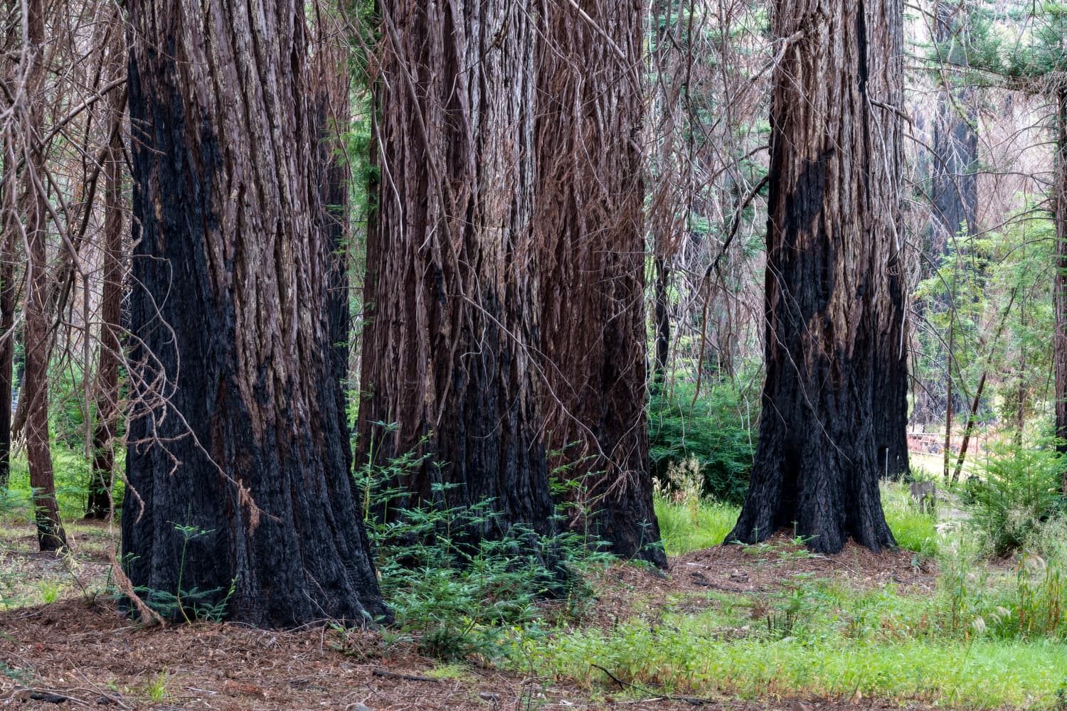 Woodfern Area photo 6