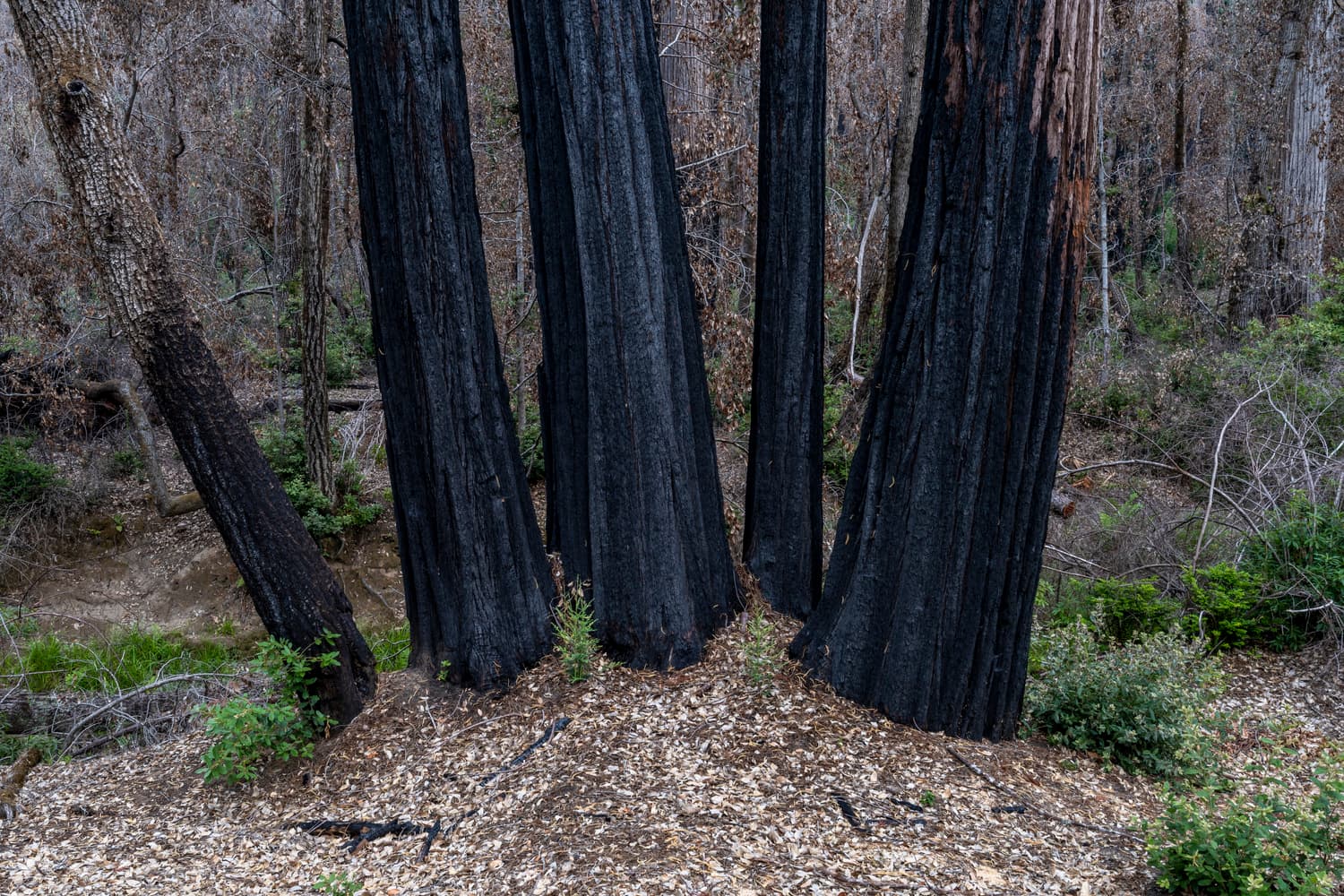 Woodfern Area photo 5