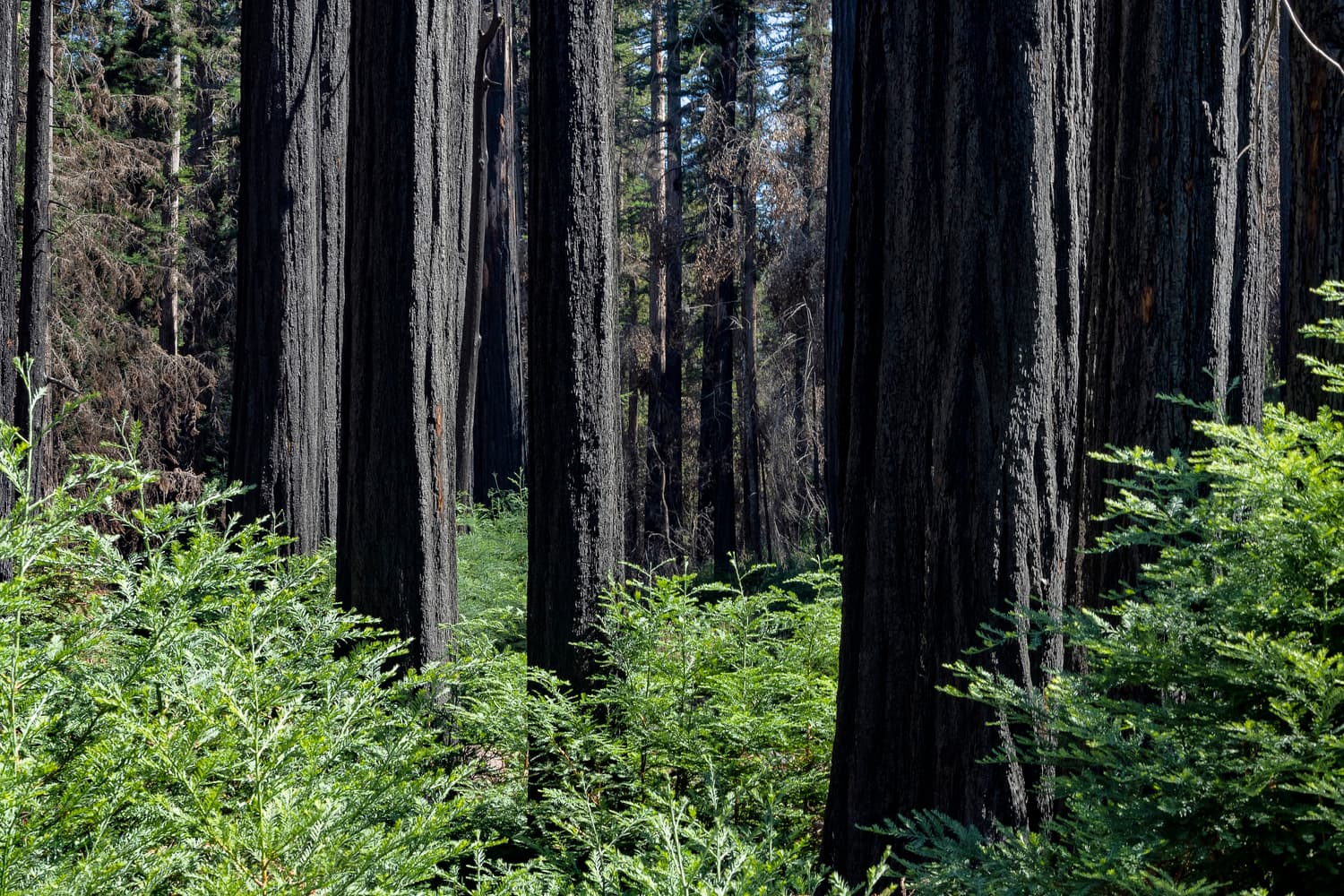 Woodfern Area photo 4