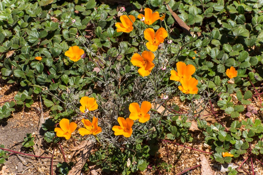 Overflow (sites A2 - C6) photo 7