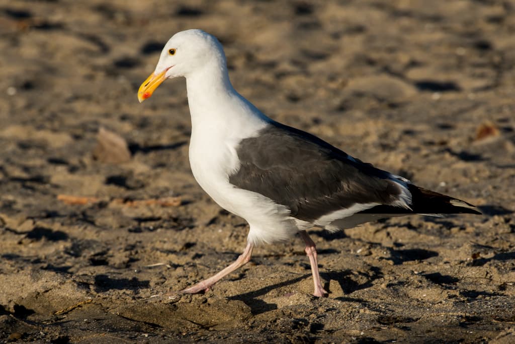 Overflow (sites A2 - C6) photo 3