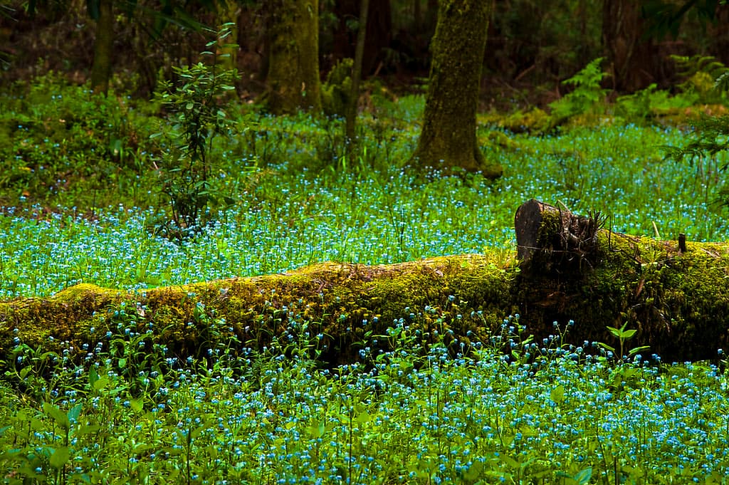 Cowell Campground North (sites 52-113) photo 8