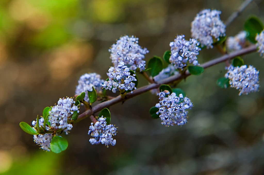 Cowell Campground North (sites 52-113) photo 6