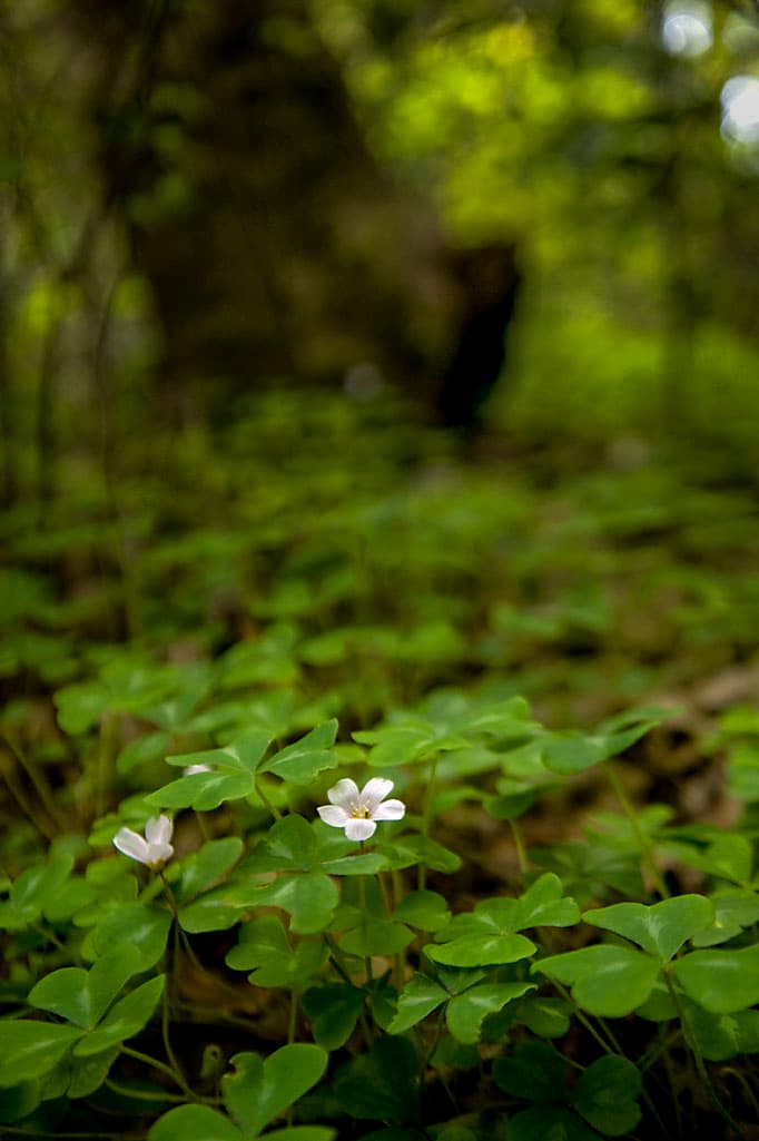 Cowell Campground North (sites 52-113) photo 5