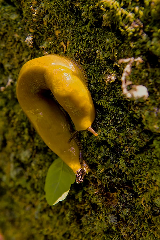 Cowell Campground North (sites 52-113) photo 3