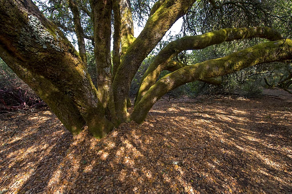 Cowell Campground North (sites 52-113) photo 2