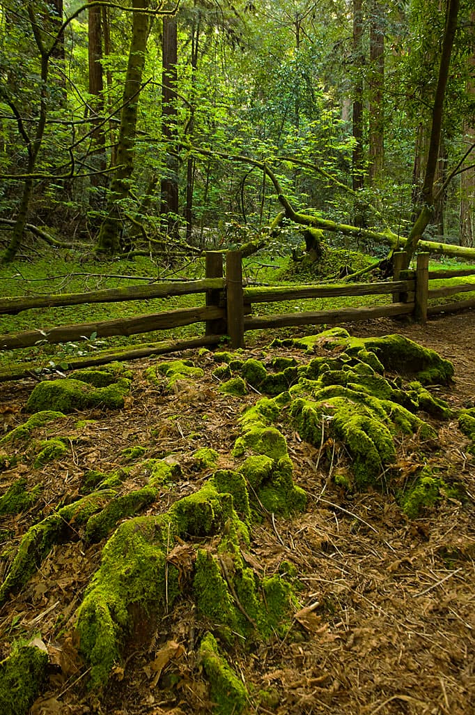 Cowell Campground South (sites 1-51)