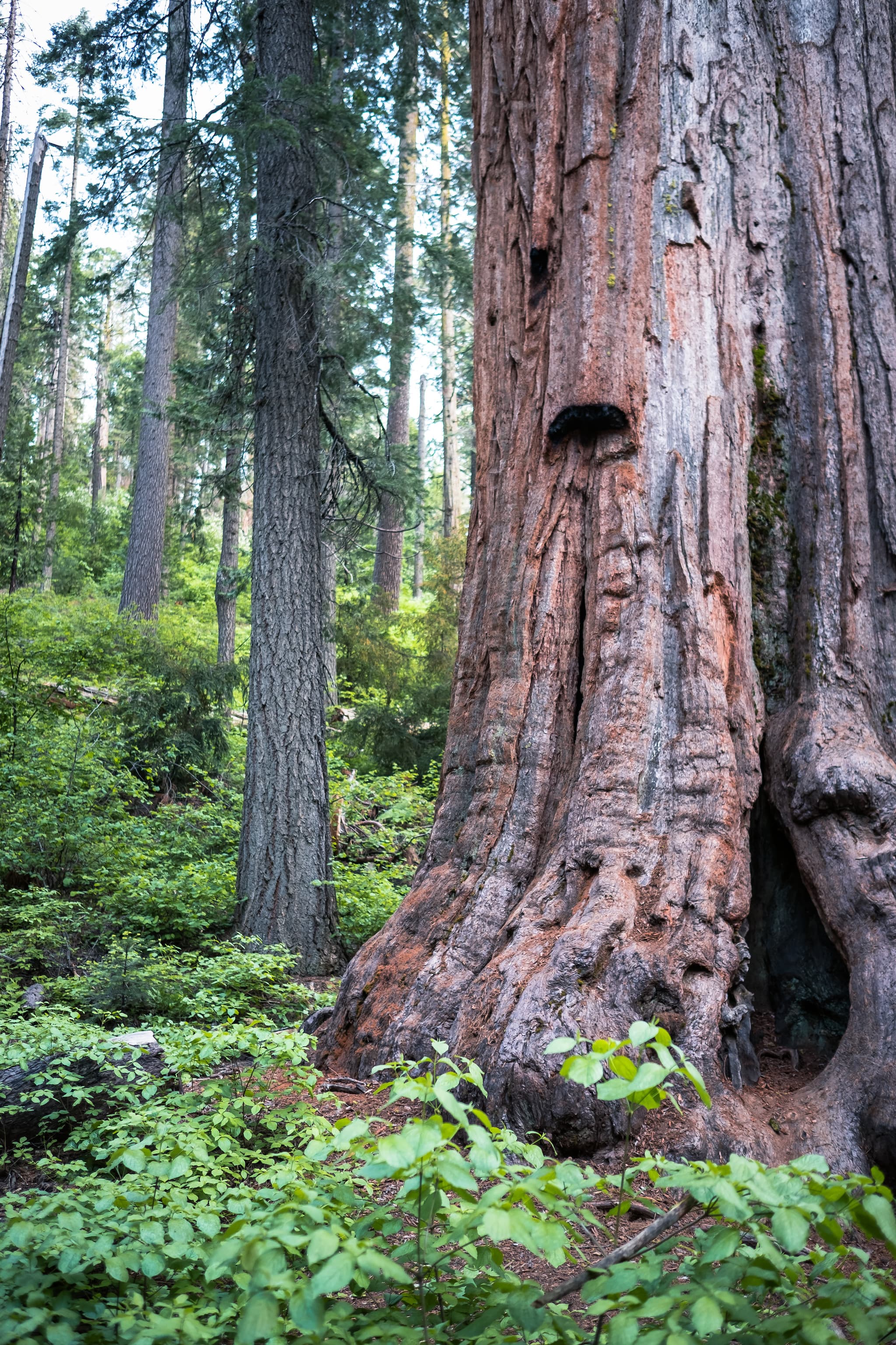 Oak Hollow Campground photo 8