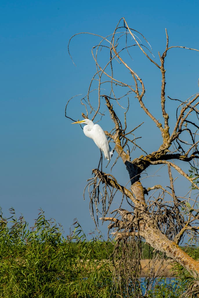 Campground (sites 1-66)