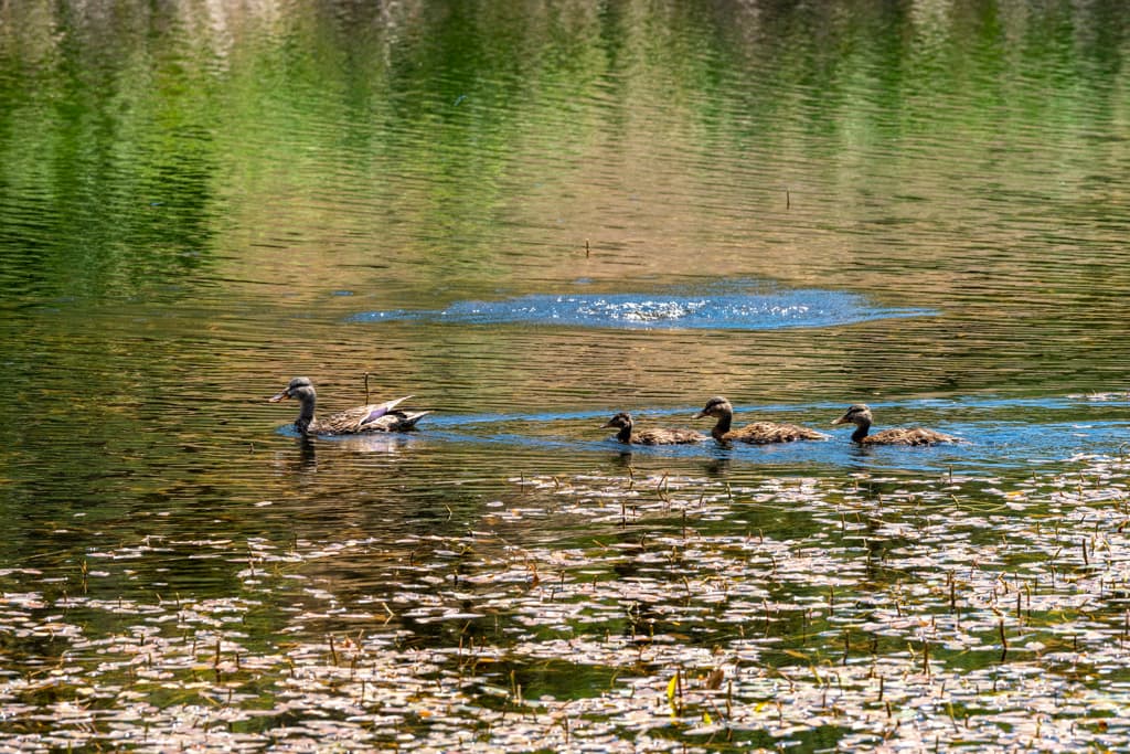 Coe Ranch Campground photo 6