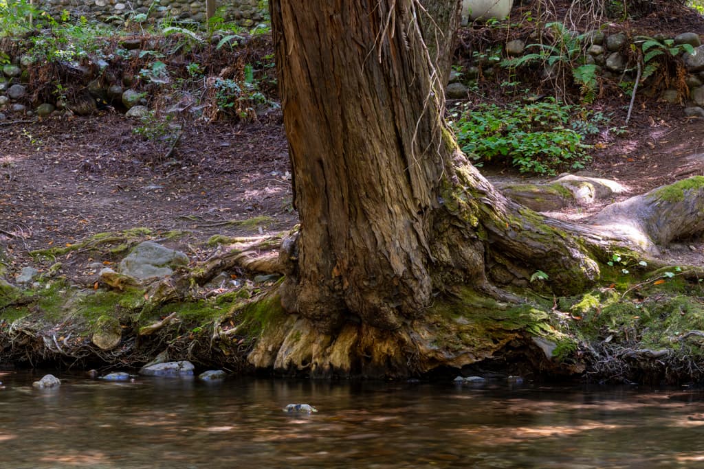 Weyland Camp (sites 79-130) photo 4