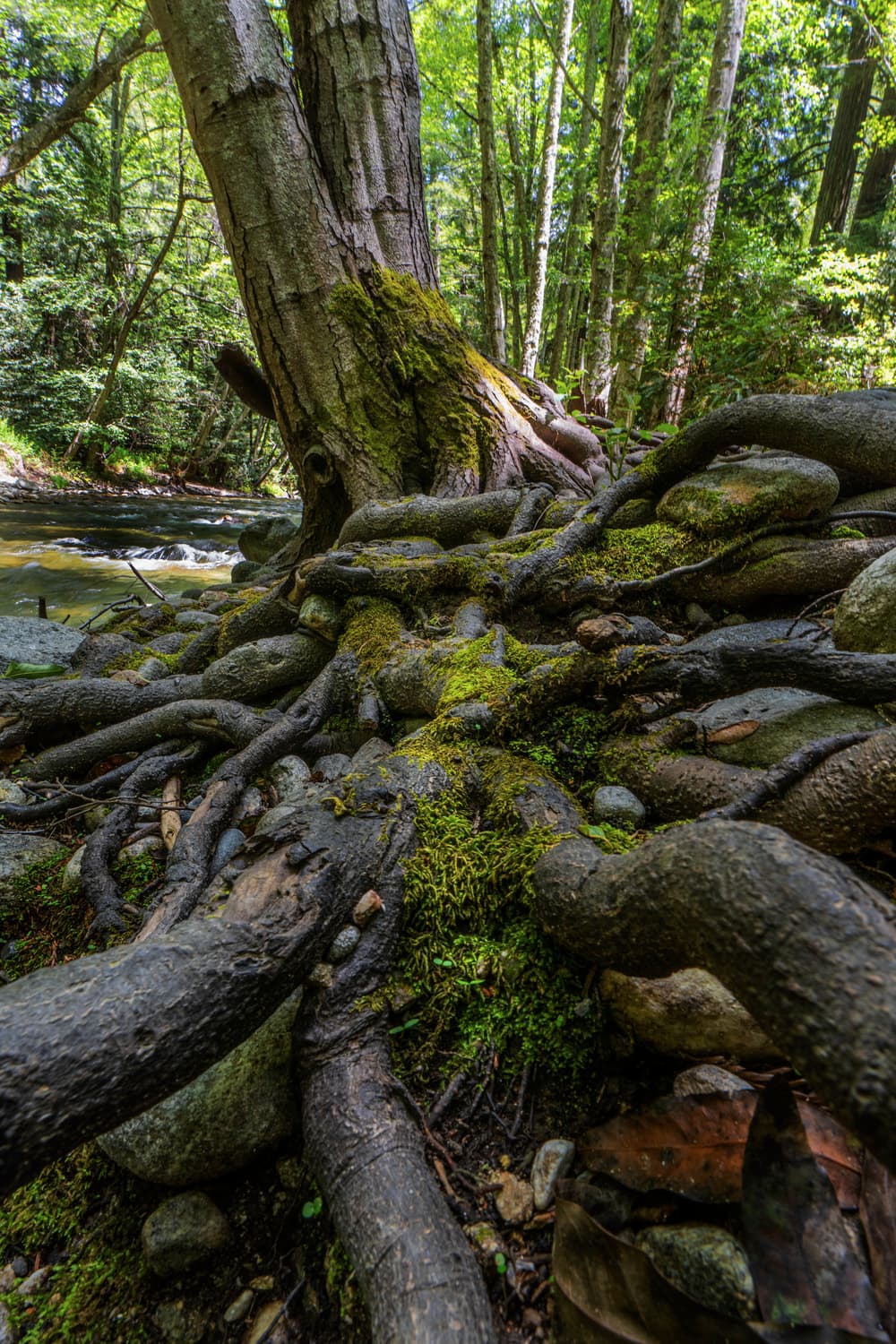 Weyland Camp (sites 79-130) photo 2