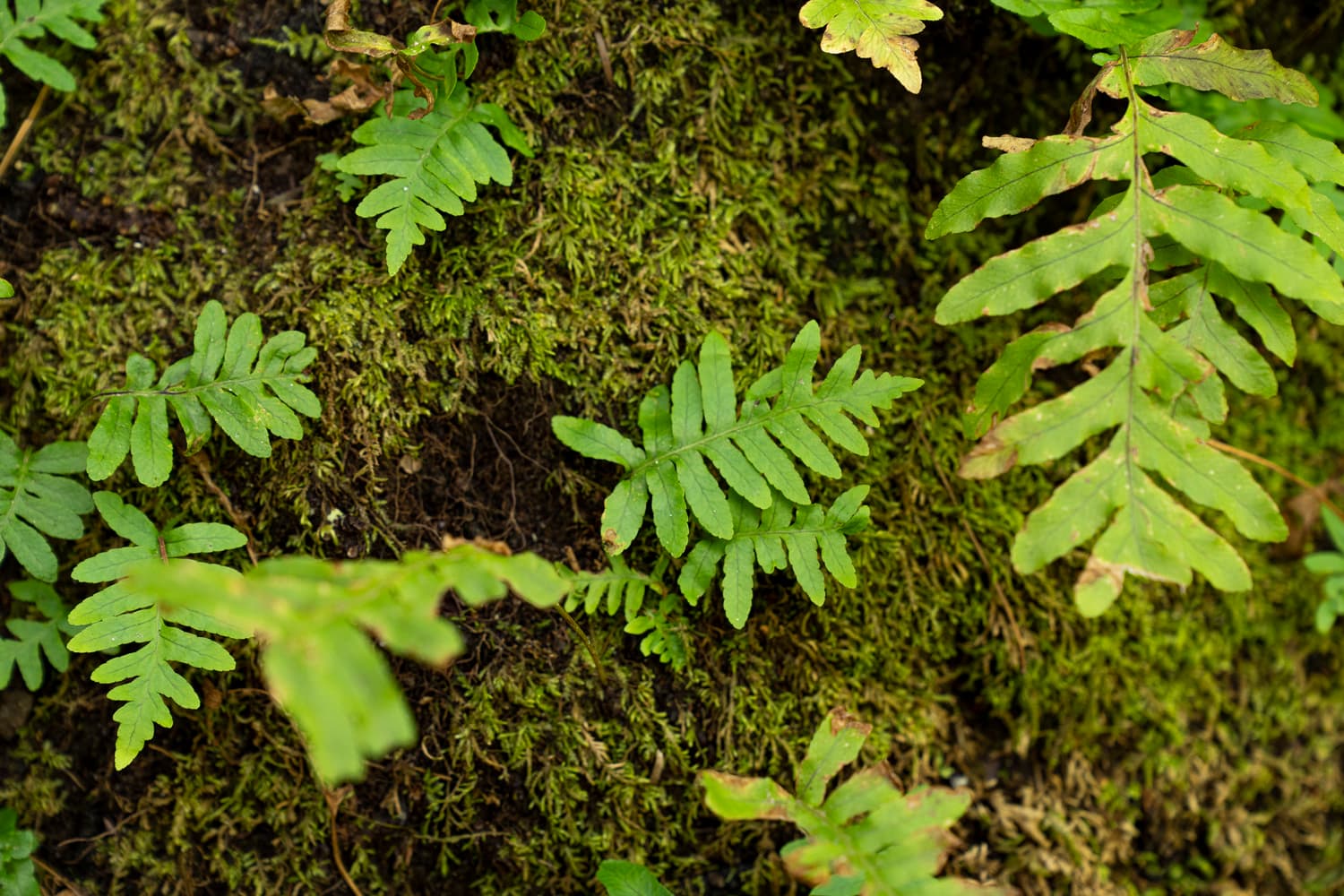 Main Camp (sites 131-188)