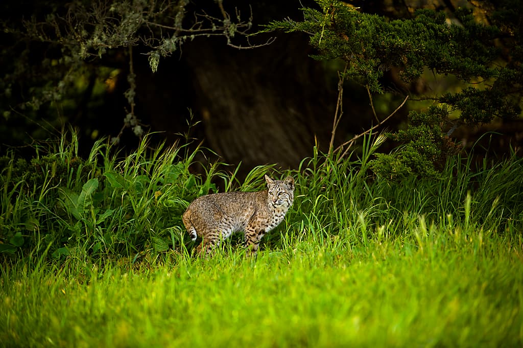 Islay Creek Campground photo 7