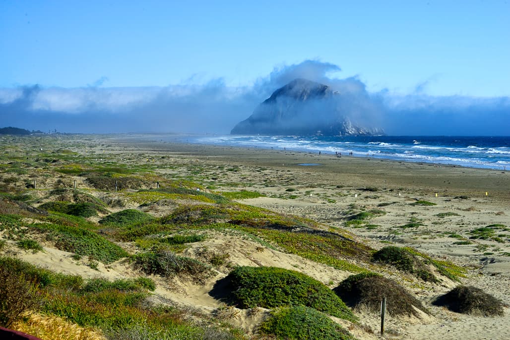 Morro Strand Campground (sites 19-66) photo 8