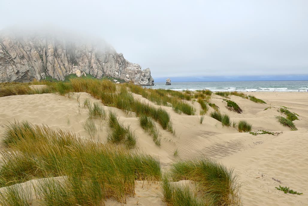 Morro Strand Campground (sites 19-66) photo 6