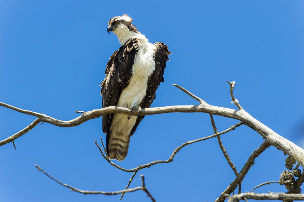 Oceano Camp (sites 1-42) photo 8