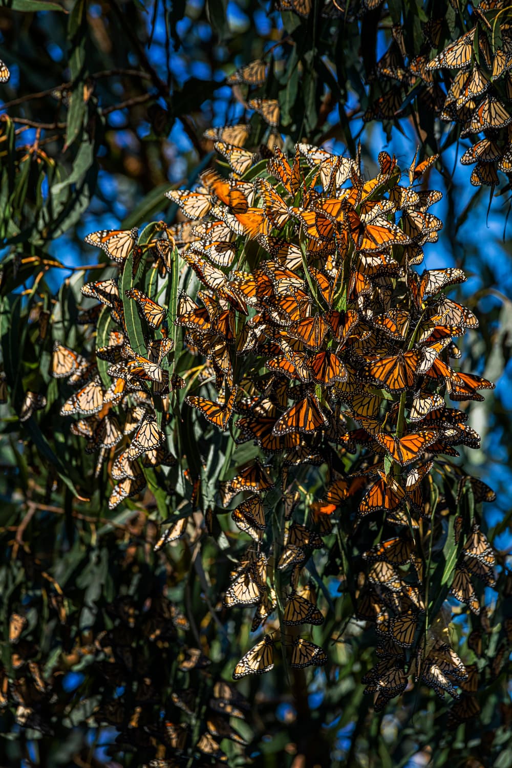 Oceano Camp (sites 1-42) photo 3
