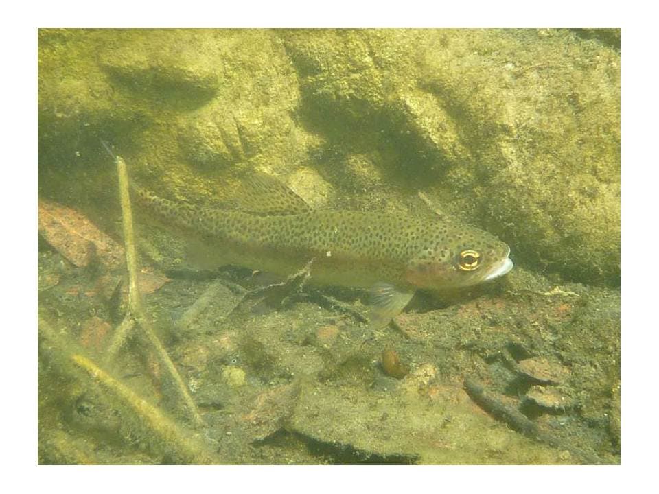 Canyon Campground (sites 25-77 & 134-139) photo 8