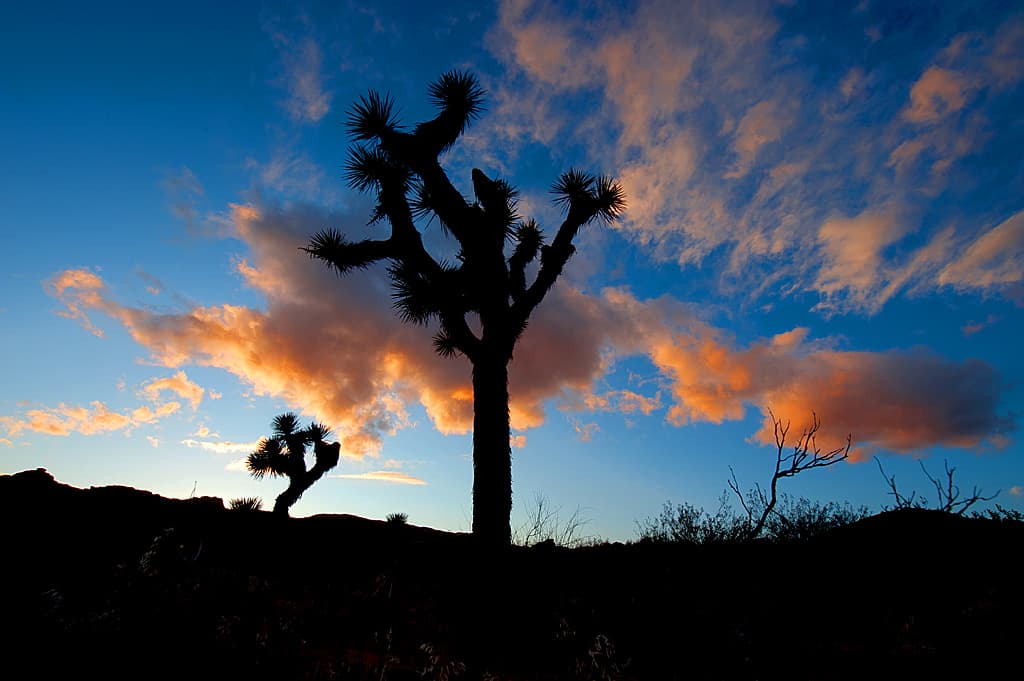 Ricardo Campground photo 3