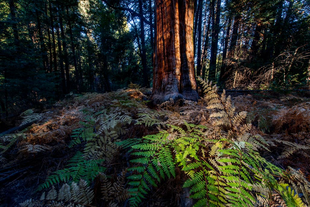 Cedar Grove Group Camp photo 5