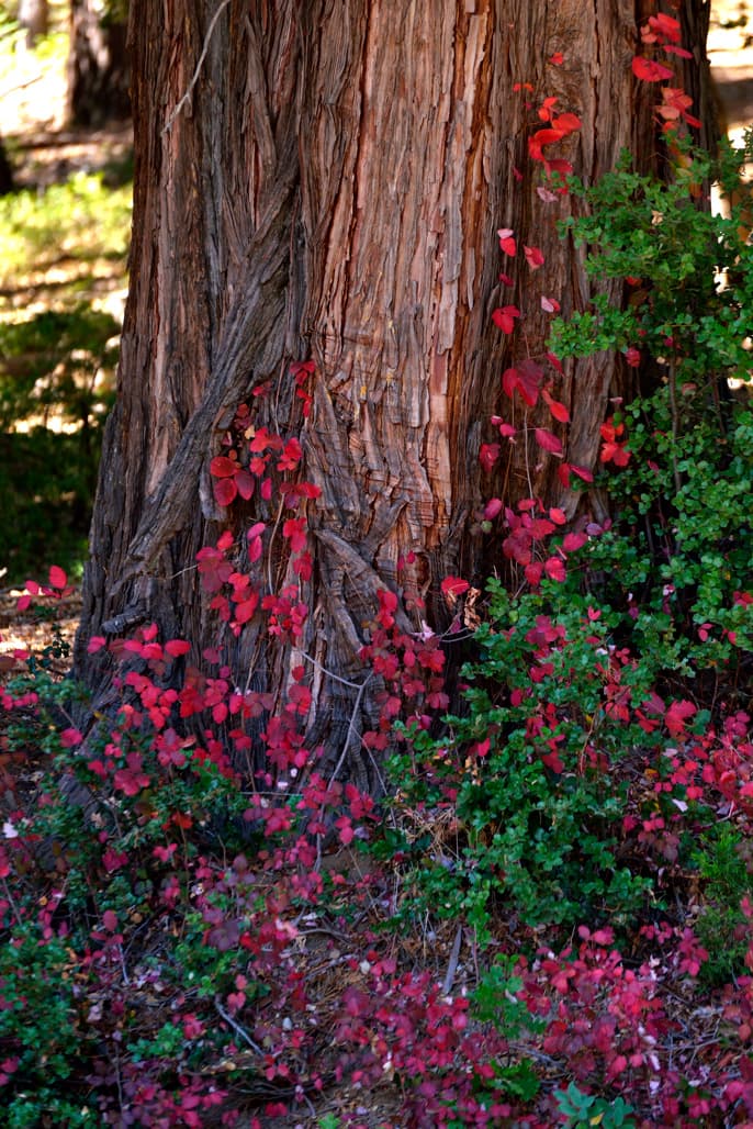 Cedar Grove Group Camp photo 4