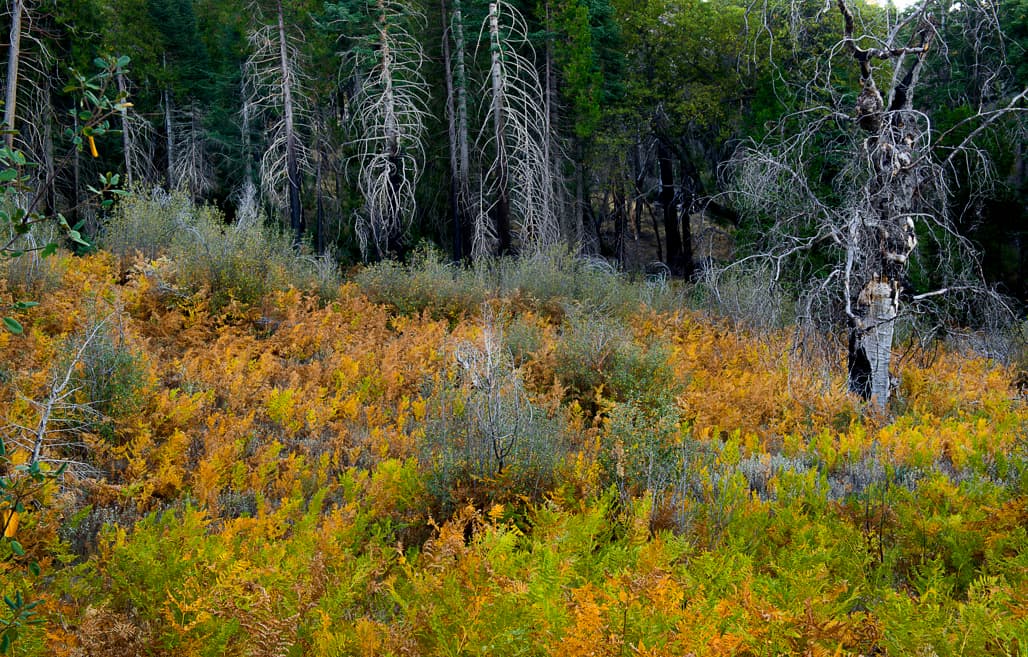 Cedar Grove Group Camp photo 3