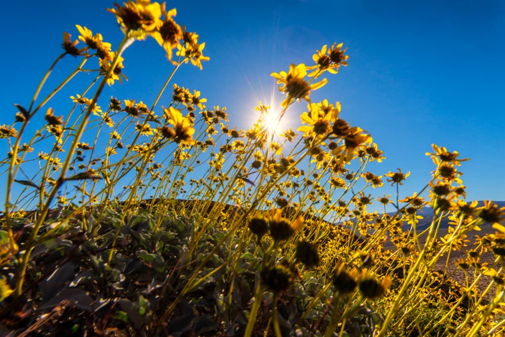 Vern Whitaker Horse Camp photo 8