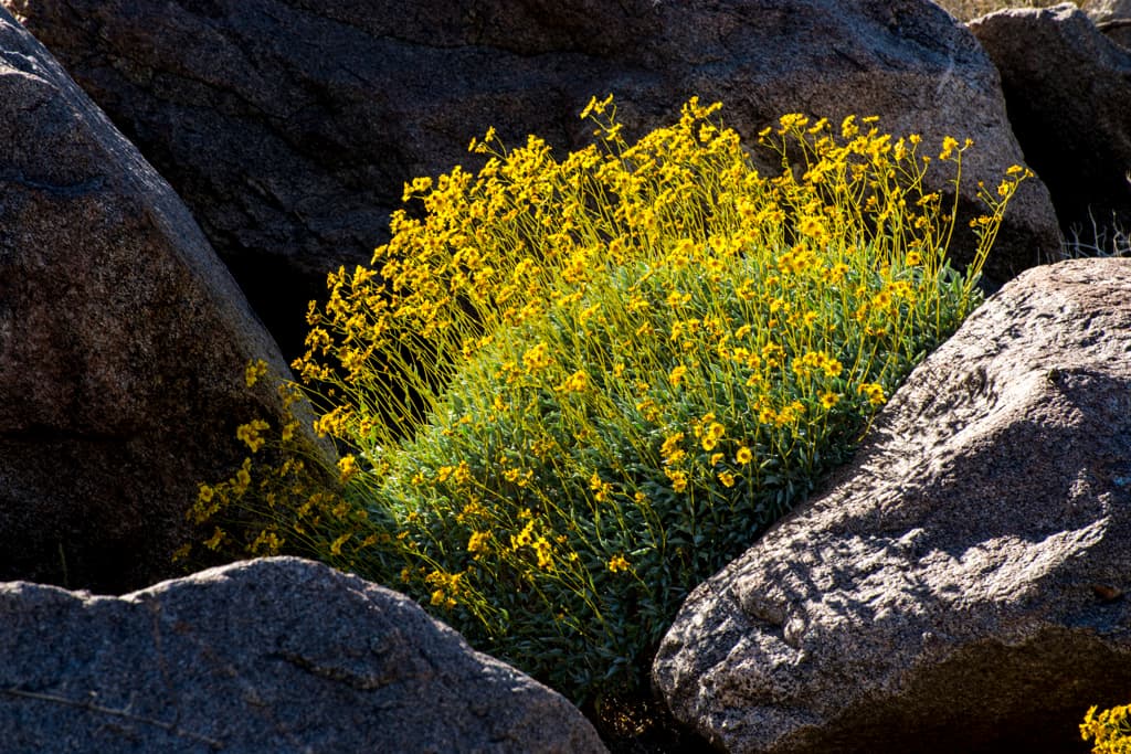 Vern Whitaker Horse Camp photo 7