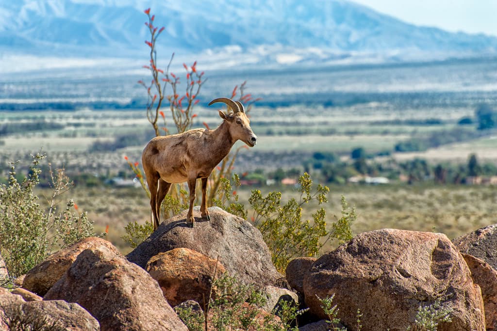 Vern Whitaker Horse Camp photo 3