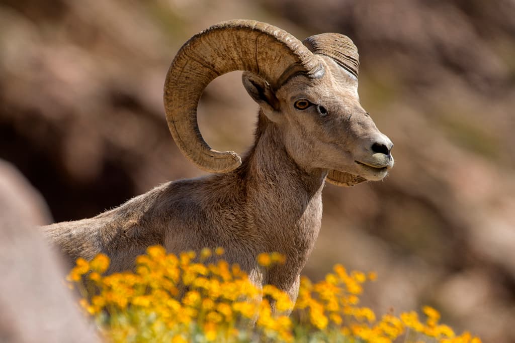 Vern Whitaker Horse Camp photo 2