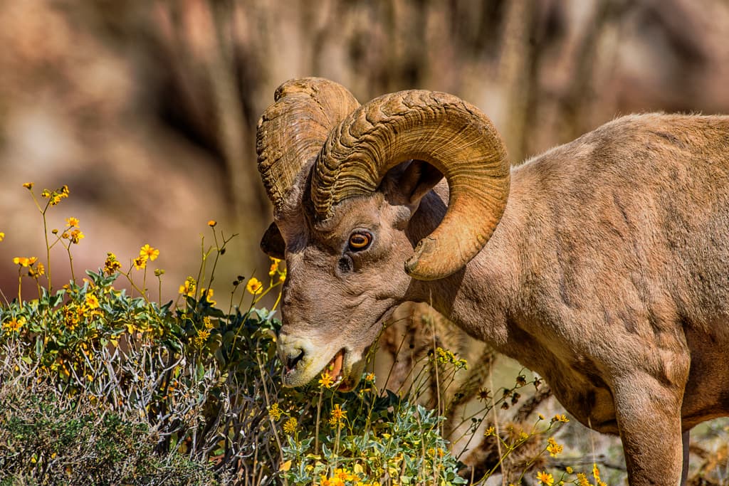 Vern Whitaker Horse Camp