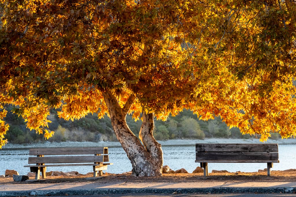 New Mesa Campground (sites 96-136) photo 8