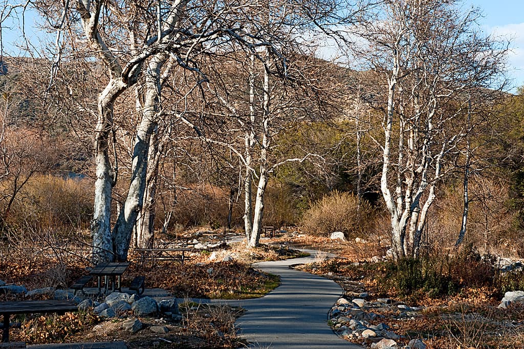 New Mesa Campground (sites 96-136) photo 3