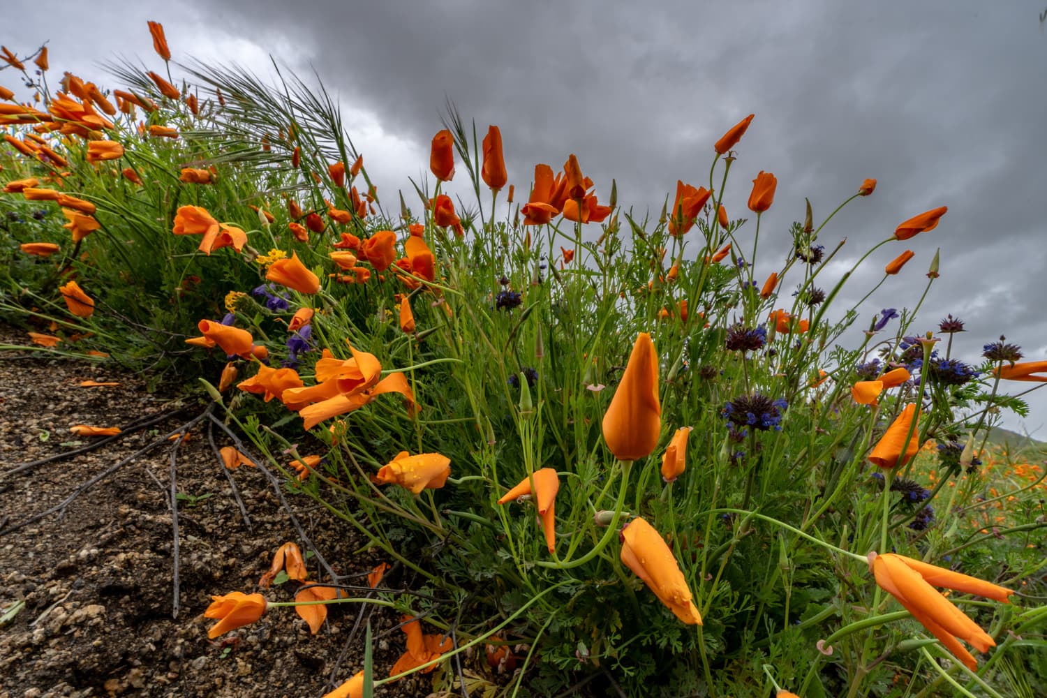 Deer Loop (sites 221-270) photo 2