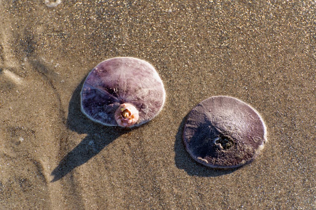 Silver Strand Northern Section photo 5